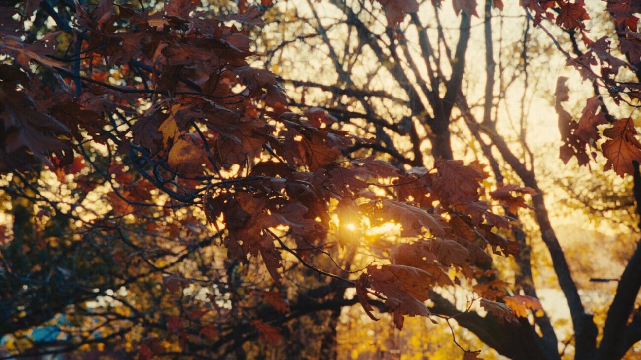 P6KFilm_1.948.1P6KFilm_1.236.1