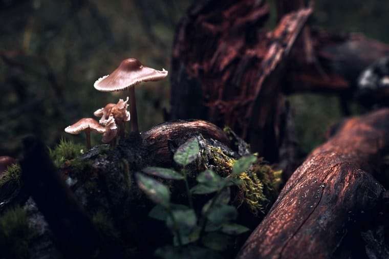 Master Collection 3 Capture One Style packs